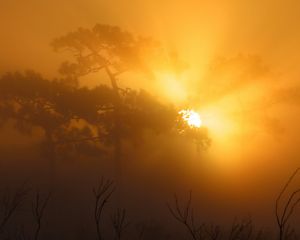 The sun rises over the tall longleaf pines at TNC's Tiger Creek Preserve in central Florida.