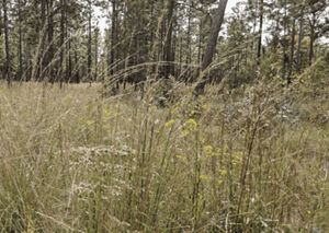 Golden grasses and flowers grow beneath tall pine trees.