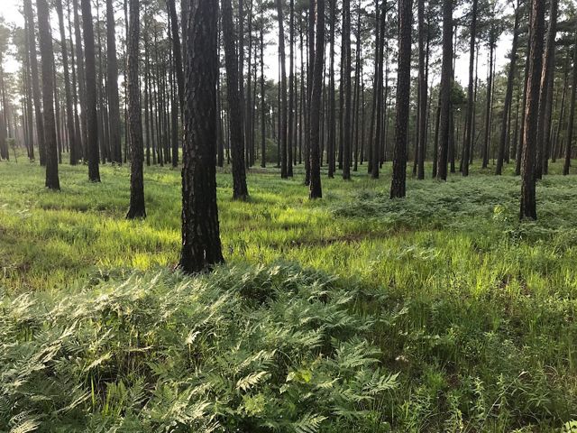 The trunks of longleaf pine trees with green vegetation at the base, two months after a prescribed burn.