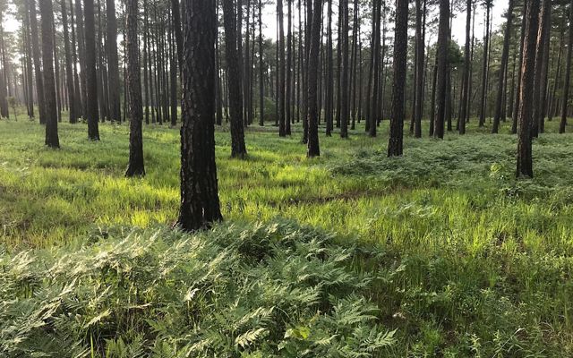 Grasses and ferns grow in the open savanna beneath tall, widely spaced pine trees at Piney Grove Preserve.