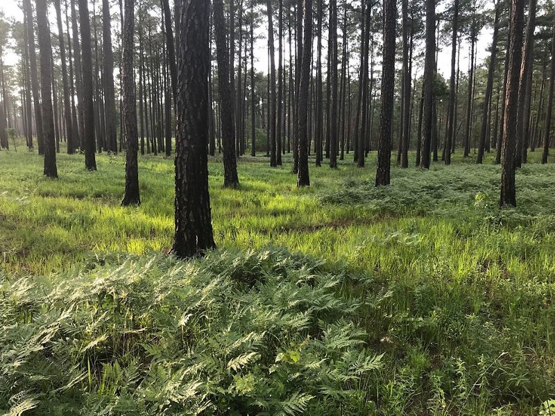 Grasses and ferns grow in the open savanna beneath tall, widely spaced pine trees at Piney Grove Preserve.