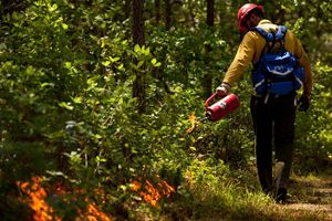 A man uses a drip torch to create a fire line in the thick undergrowth of Piney Grove Preserve's pine forest.