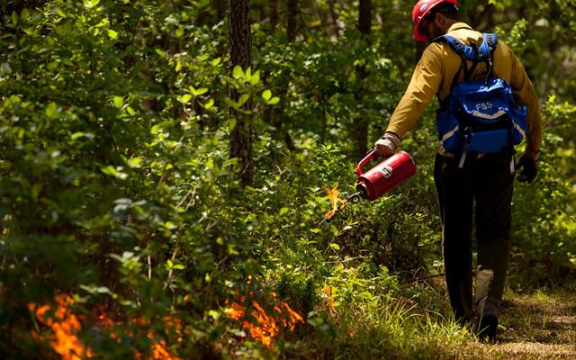 A man uses a drip torch to create a fire line in the thick undergrowth of Piney Grove Preserve's pine forest.