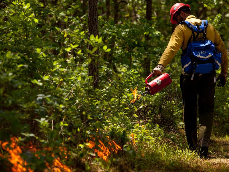 A man uses a drip torch to create a fire line in the thick undergrowth of Piney Grove Preserve's pine forest.