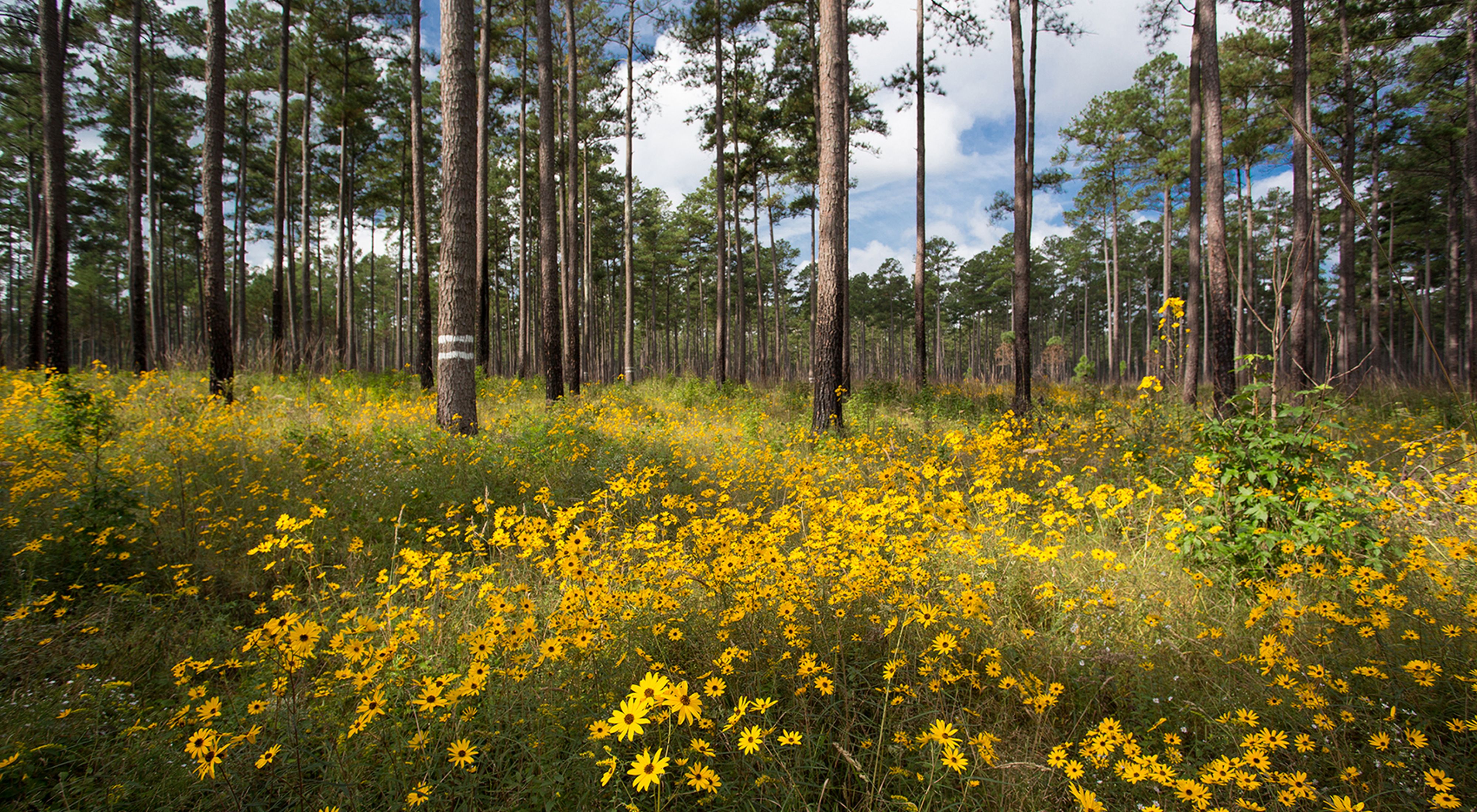 Yellow flowers grow in the open savanna beneath tall pine trees at Virginia's Piney Grove Preserve.
