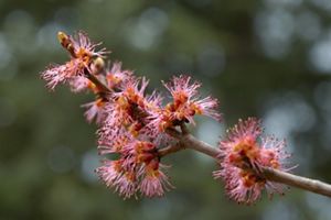 tree branch with pink maple blossoms