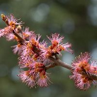 tree branch with pink maple blossoms
