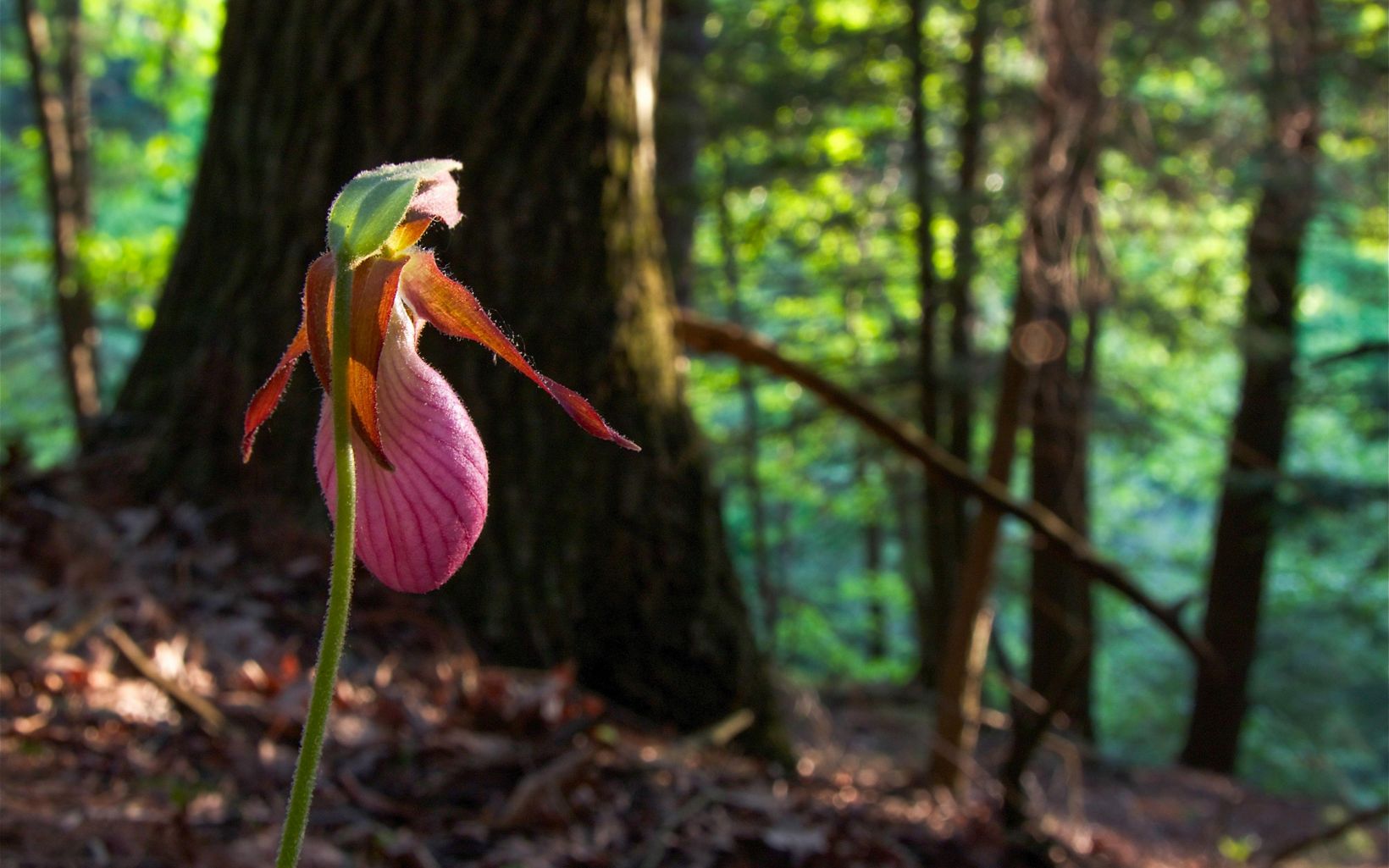 A pink lady slipper flower is blooming in a forest.