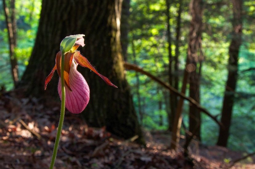 A pink flower emerges from a forest floor.