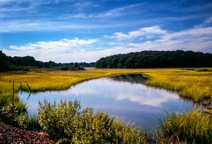 Looking out over a salt marsh with water and vegetation in view.