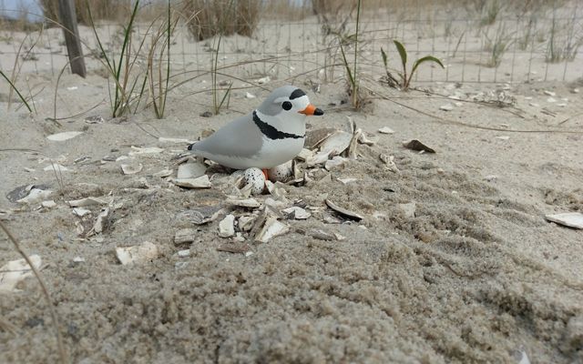A piping plover decoy is sitting on a fake nest with eggs.