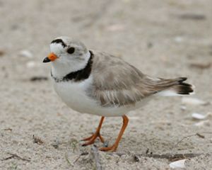 An adult piping plover is standing on a beach. 