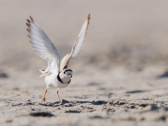 Piping plover gets ready for takeoff on a beach.