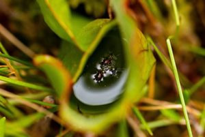 Closeup of a few insects floating on top of water in the mouth of a pitcher plant.