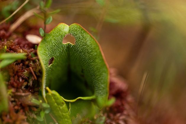 Closeup of the mouth of a carnivorous pitcher plant.