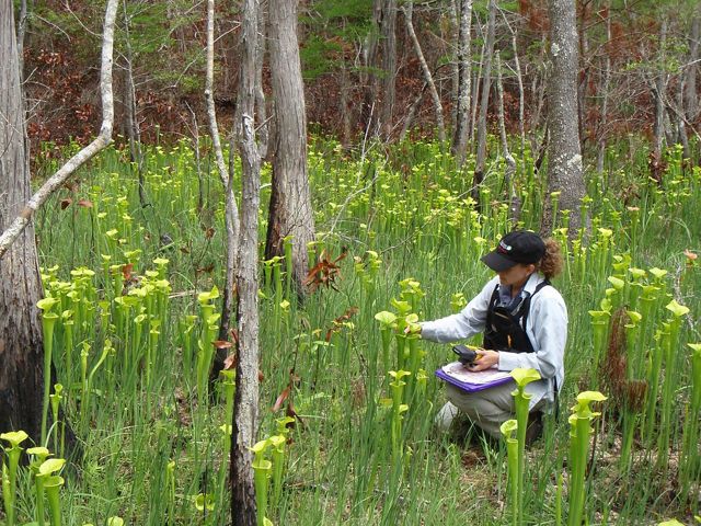 Colette DeGarady, TNC's longleaf pine whole system director, examines pitcher plants on Sandy Island.