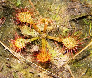 A plant spreads out its carnovorous stems across sandy soil.