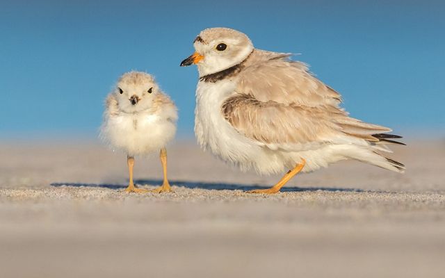 Two piping plovers on the beach, mother and her young chick.