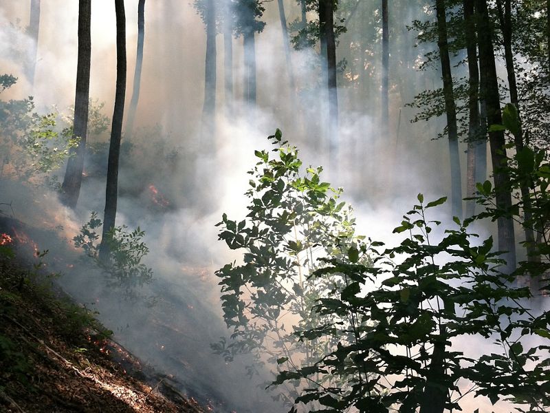 Gray smoke rises from the forest floor during a controlled burn.