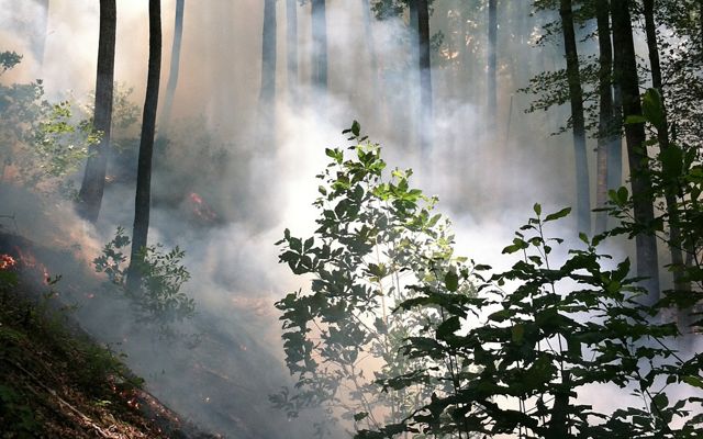 Gray smoke rises from the forest floor during a controlled burn.