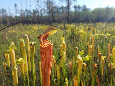 Yellow and orange colored pitcher plants bloom in tall grass with trees in the distance.