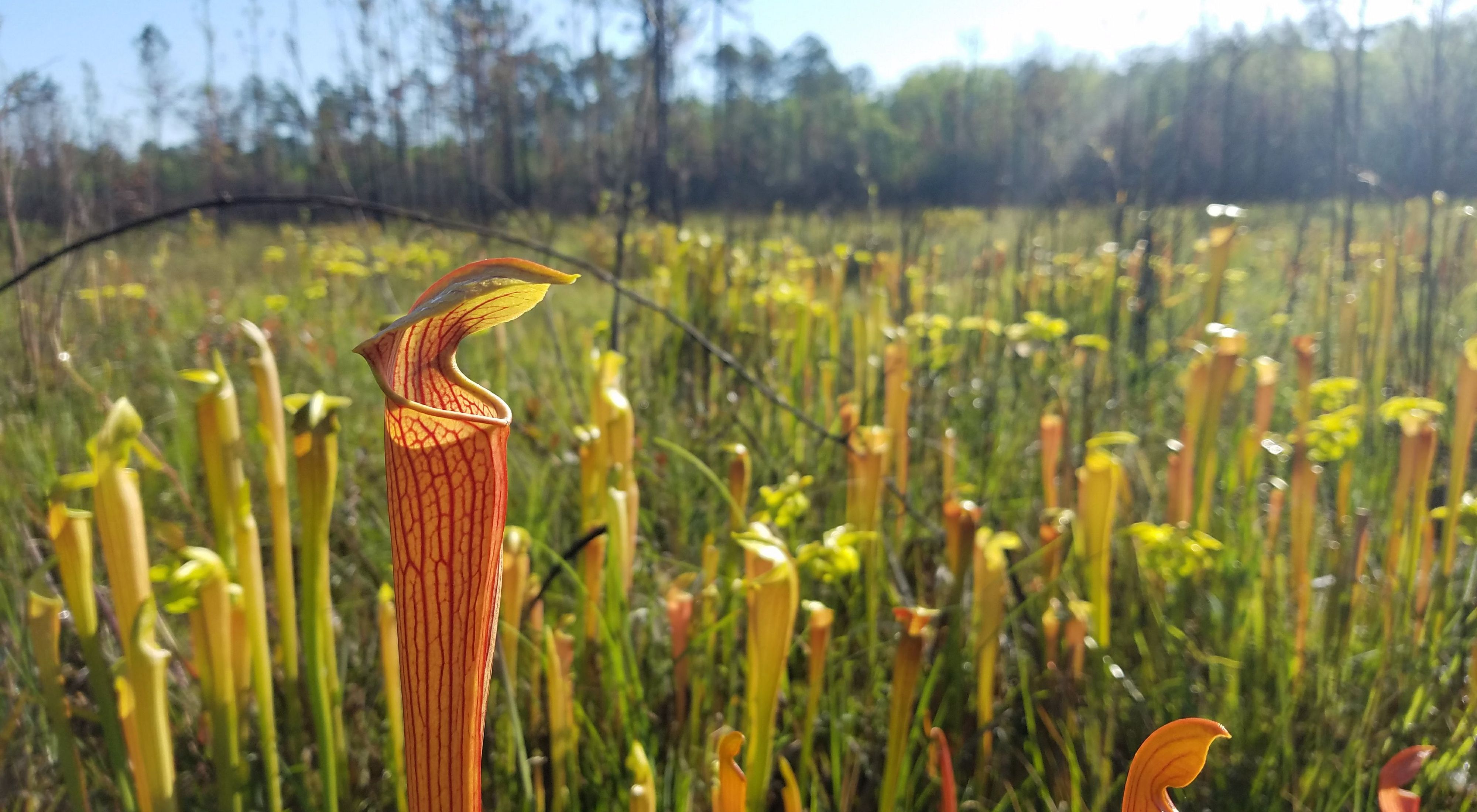 Pitcher plants in bloom at the Abita Creek Flatwoods Preserve.