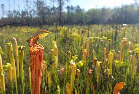 Pitcher plants in bloom at Abita Creek Flatwoods.