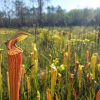 Pitcher plants in bloom at the Abita Creek Flatwoods Preserve.