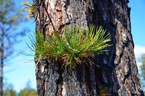 Close up of green pine needles on a tree with thick bark.