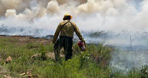 Staff walking through the grass with their drip torch and smoke rising in front of them.