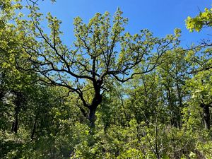 An Oak tree towers over the forest, rising into the clear blue sky.