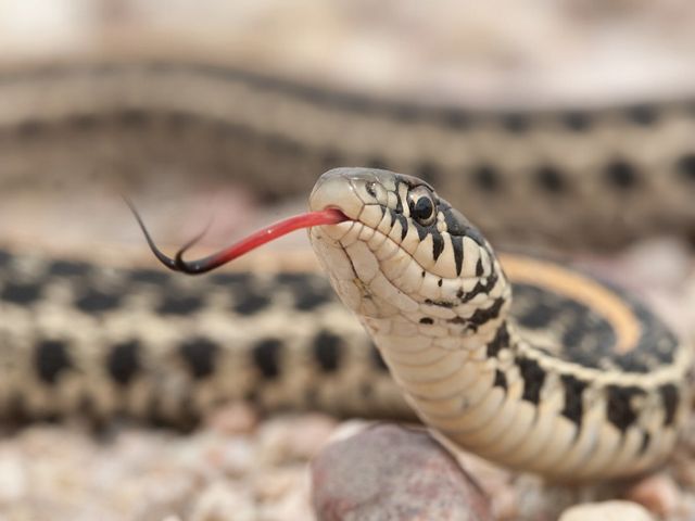 A close-up view of a plains garter snake, with its red and pink tongue sticking out.