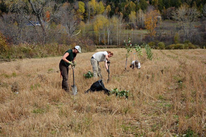 Three people planting trees in a field.