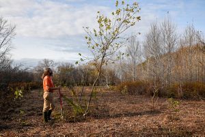 A man with a beard and orange shirt plants a tree about twice his height in a field.