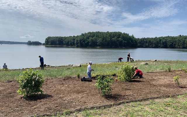 Workers plant Spartina Alterniflora in the low marsh area to create a tidal buffer at Wagon Hill Farm in New Hampshire.