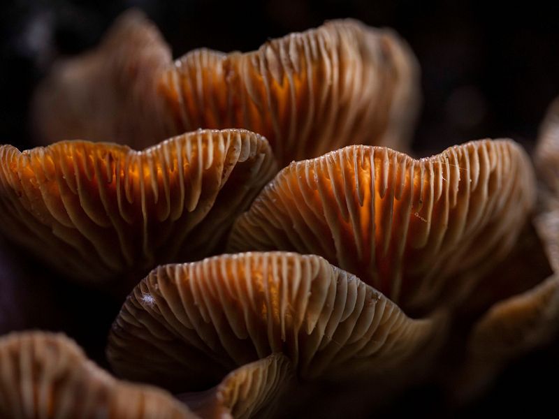 A close up of golden brown fungi.