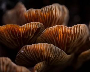 A close up of golden brown fungi.