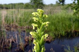 A green stalk grows our of a marsh with small budding white flowers.