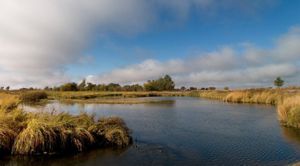 Native plants grow along the bank of the Platte River.