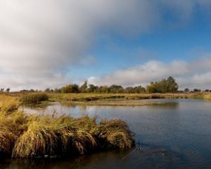 Native plants grow along the bank of the Platte River.