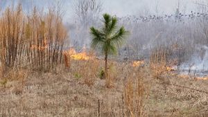 Fire approaches a longleaf pine seedling.