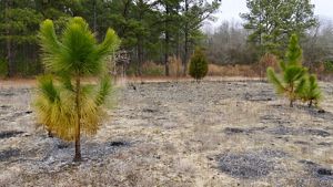 2 green saplings stand unharmed in a burned over field.