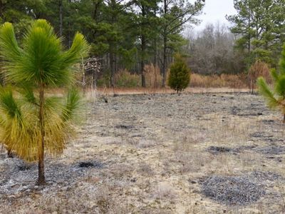 2 green saplings stand unharmed in a burned over field.