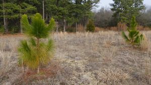 Two small longleaf pine saplings stand amid tall grass.