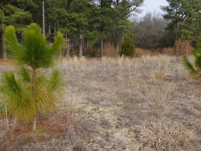Two small longleaf pine saplings stand amid tall grass.