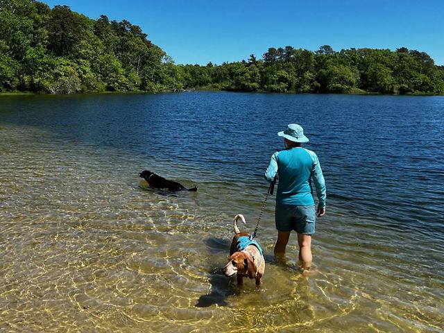 A person and two dogs stand in the shallow waters at the end of a turquoise pond in Plymouth, surrounded by lush greenery.