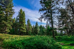 Green meadow in pine forest.