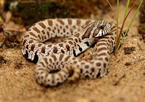 A beige and brown spotted snake curls up on sandy soil.
