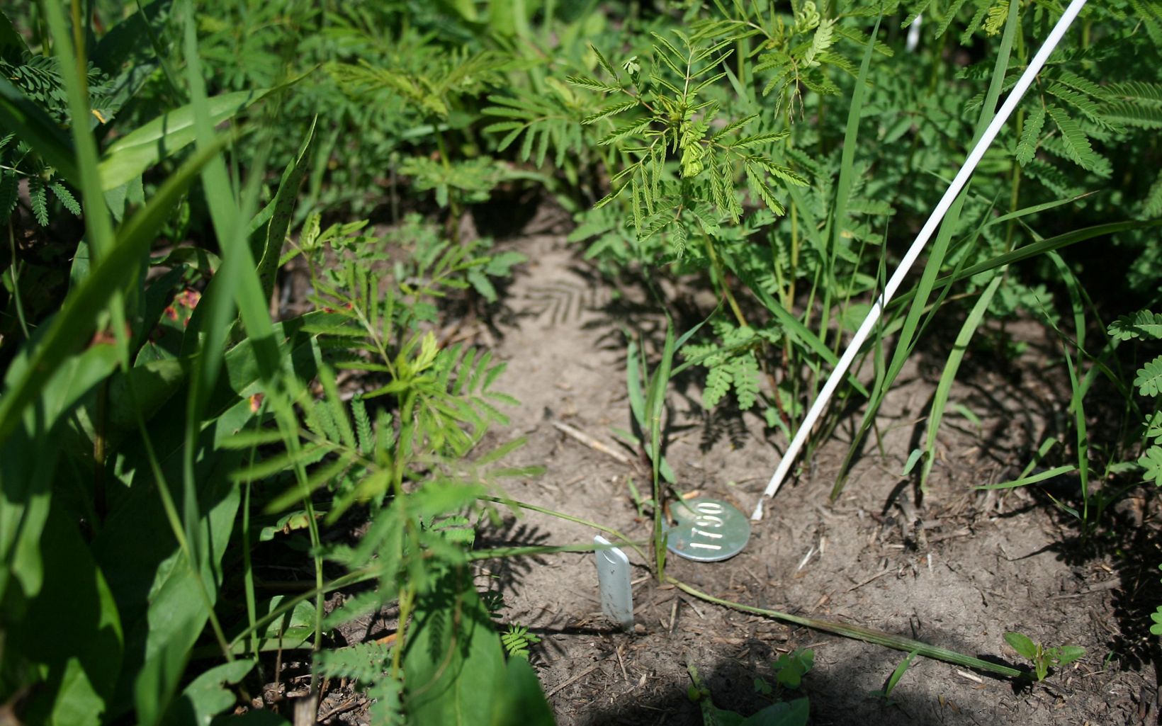 
                
                  RESEARCH Metal tags and plastic stakes mark individual plants and patches of soil being monitored by scientists from the Kansas Biological Survey.
                  © Laura Rose Clawson/TNC
                
              