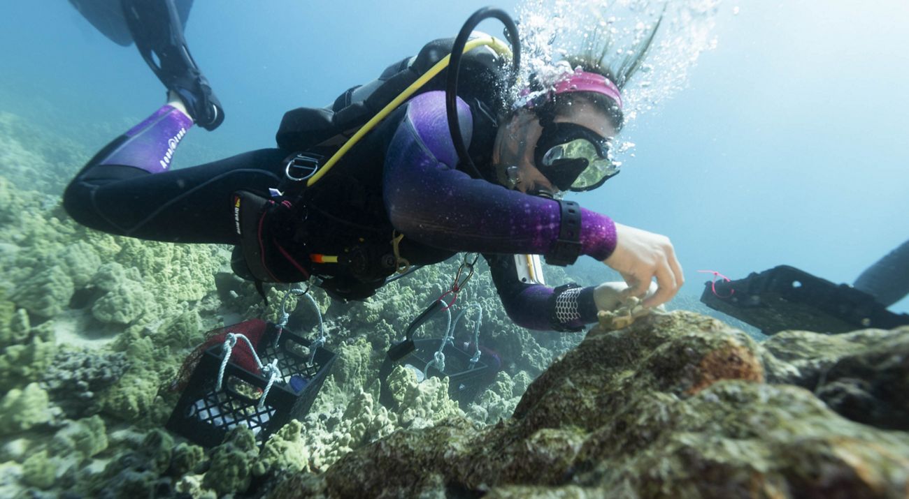 A diver plants coral on a reef in Hawaii.
